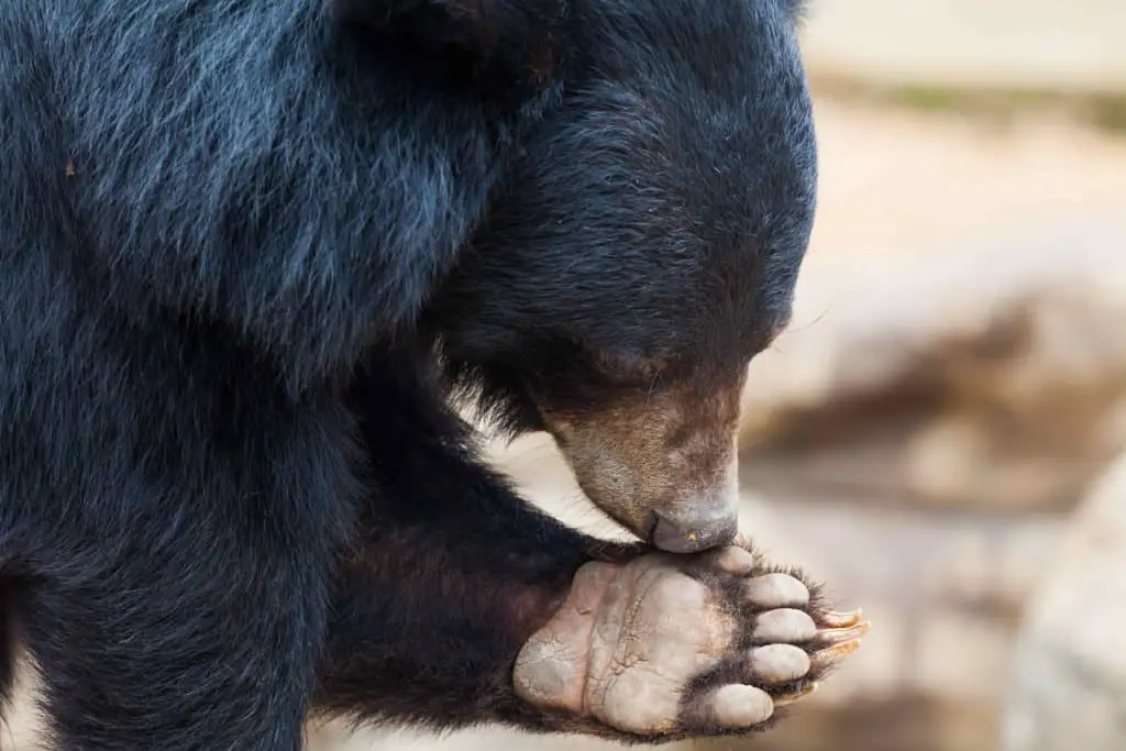 Black bear hunting