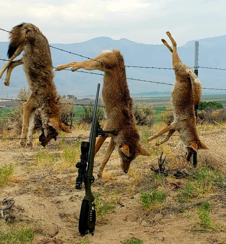 Is coyote hunting legal in California?