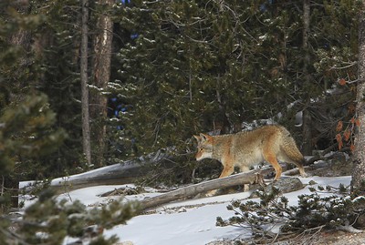 Hunt coyotes in Wisconsin