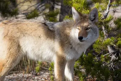 Rules and regulations for hunting coyotes in Wisconsin