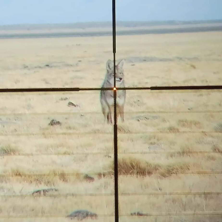 Can you hunt coyotes in California?