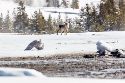 Coyote Hunting In Wyoming: Regulations The Predator Hunter