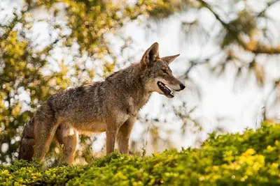 Coyote hunting in South Dakota