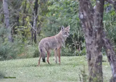 Rules for Hunting Coyotes in North Carolina