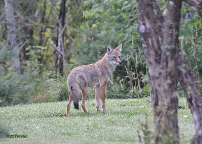 Coyote hunting in Ohio: Regulations