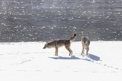 Coyote hunting in Minnesota