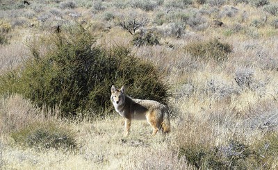Rules for hunting coyotes in Kansas