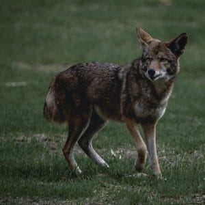 Rules and Regulations for Coyote Hunting in West Virginia