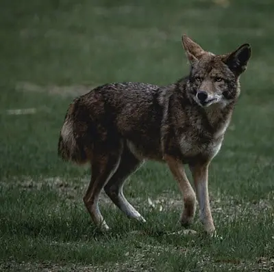 Rabbit Squealer New Predator Call Fox Coyote Bear Bobcat Crow 