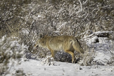 Laws for Coyote Hunting in Pennsylvania