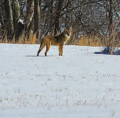 Rules for hunting coyotes in Nebraska