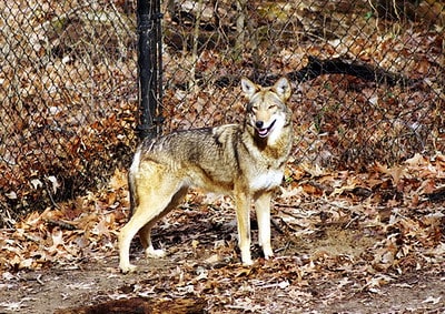 Hunitng coyotes in North Carolina.