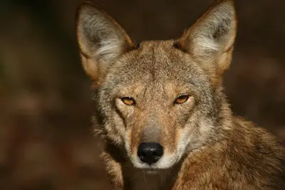 Hunting coyotes in North Carolina, red wolf