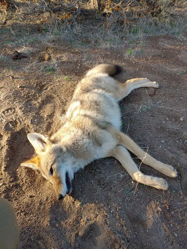 Coyote hunting in Idaho