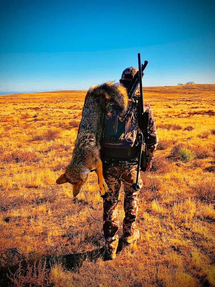 Hunt coyotes in California.