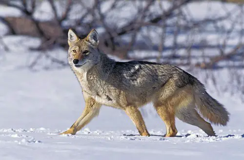 Rules and regulations for hunting coyotes in Maine