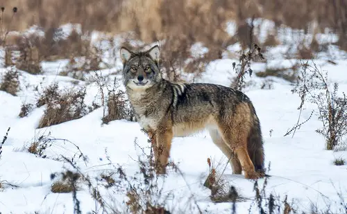 Rules for hunting coyotes in Illinois.