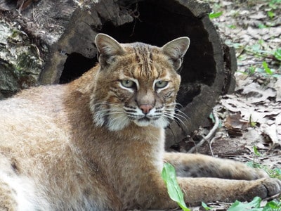 Laws for hunting bobcats inGeorgia