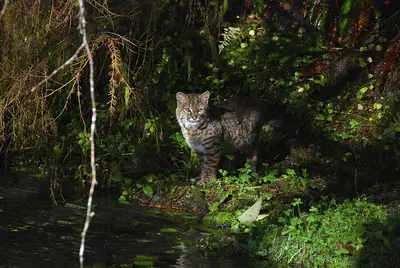 Laws for hunting bobcats in Michigan.