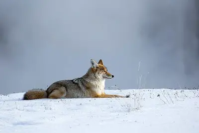 Rules for hunting coyotes in Vermont.