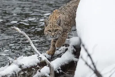 Laws for hunting bobcats in Vermont