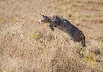 Laws for hunting bobcats in Louisiana.