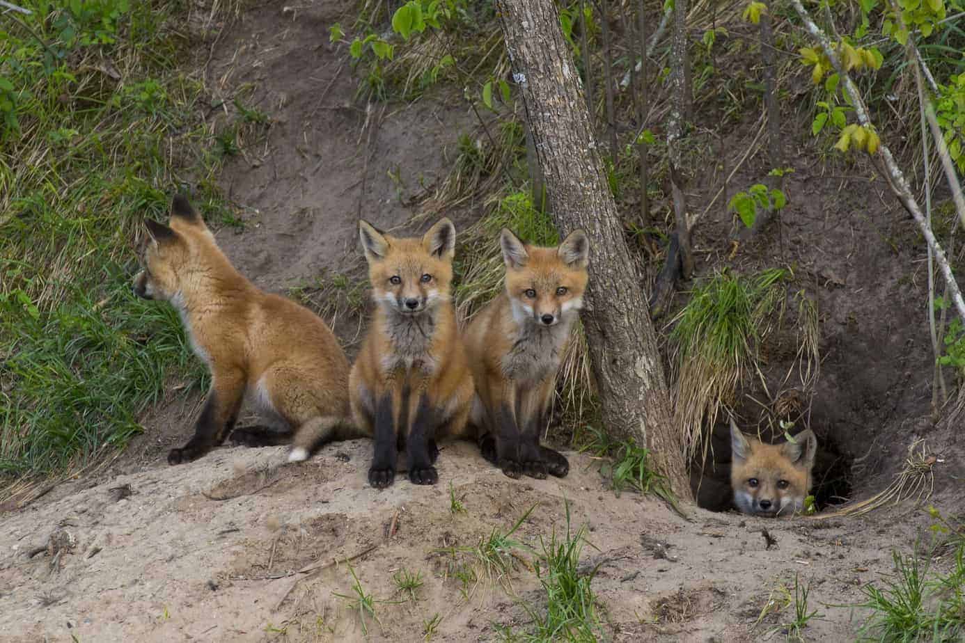 How to Kill a Fox That’s Eating Chickens