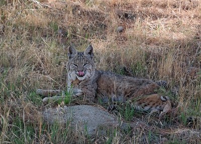 Rules and regulations for bobcat hunting in Kansas