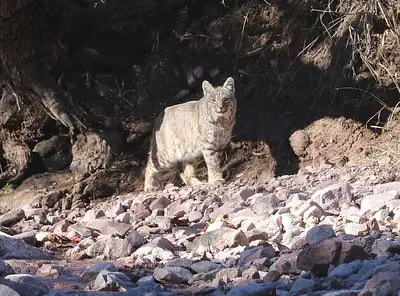 Laws for hunting bobcats in Idaho