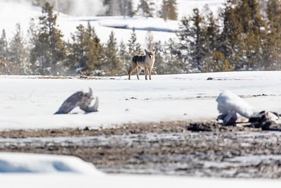 Hunting coyotes in Colorado