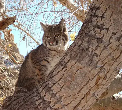 Laws for Hunting Bobcats in Massachusetts
