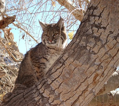 Laws for hunting bobcats in Illinois.