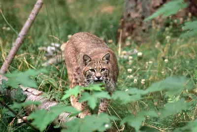 Laws for hunting bobcats in Florida