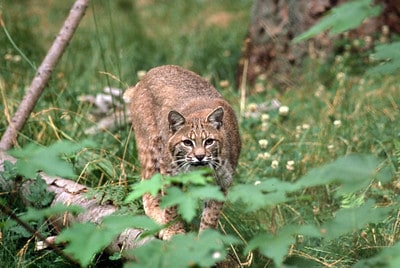 Laws for bobcat hunting in North Carolina
