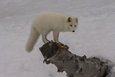 Laws for Hunting Fox in Alaska