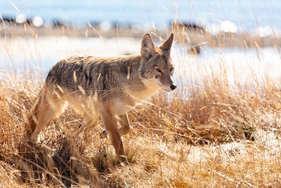 The rules for hunting coyotes in Florida