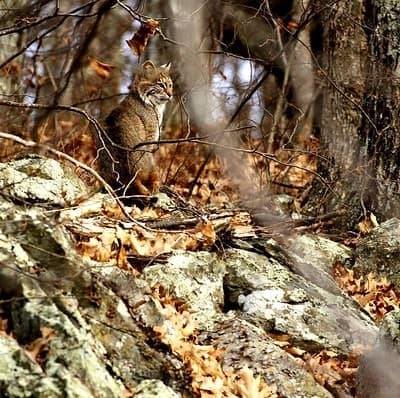Laws for bobcat hunting in New Mexico