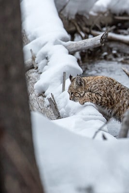 Laws for hunting bobcats in North Dakota