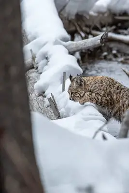 Laws for hunting bobcat in Wisconsin