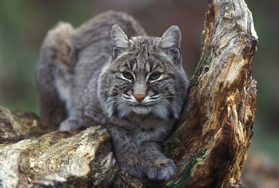 Laws for hunting bobcats in Arizona