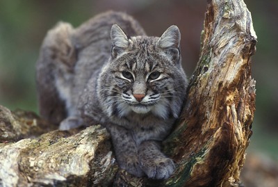 Hunting bobcats in Oklahoma.