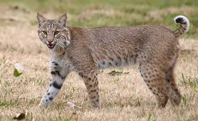 Laws for hunting bobcats in Oregon.