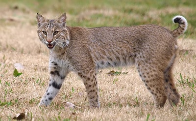 Laws for hunting bobcats in Oregon.