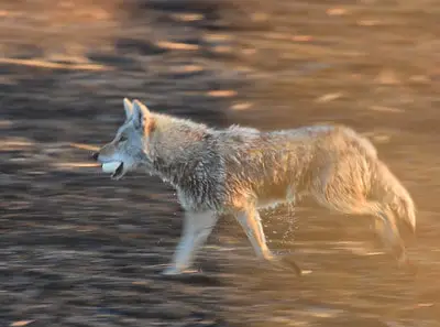 The rules for hunting coyotes in South Carolina.