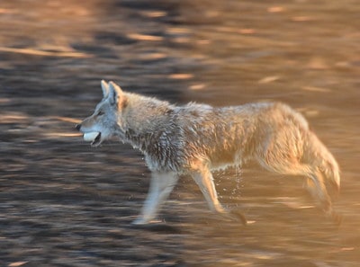 The rules for hunting coyotes in South Carolina.