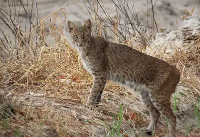 Laws for hunting bobcats in Iowa