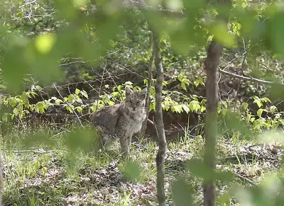 Laws for hunting bobcats in Nebraska