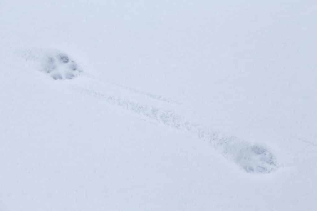 Fox prints in snow, how to kill a fox.