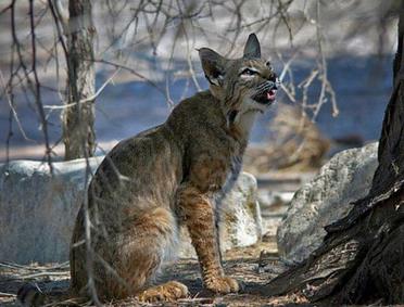 can i use dogs to hunt bobcats in maine