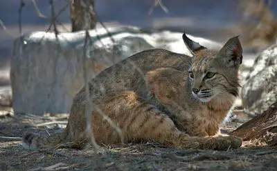 Laws for hunting bobcats in South Dakota